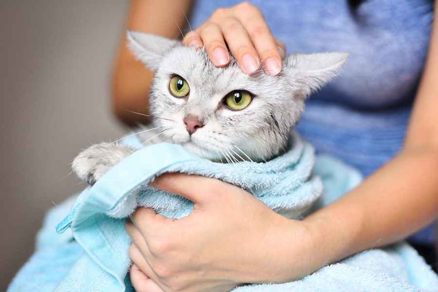 Home Treatment for cat hair loss