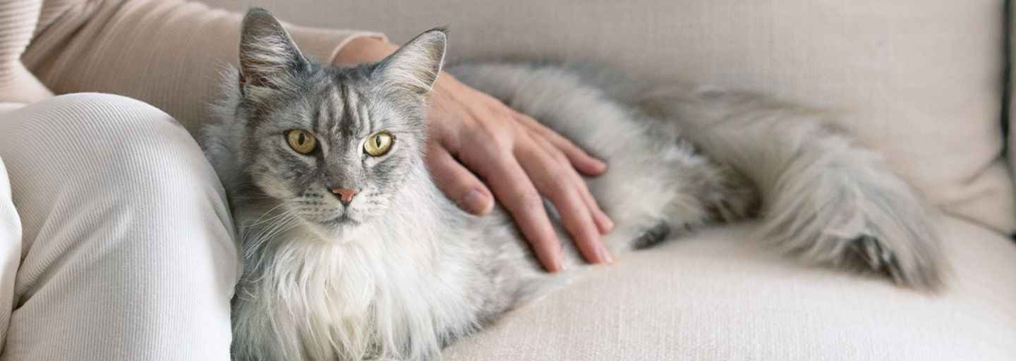 Home Treatment for cat hair loss