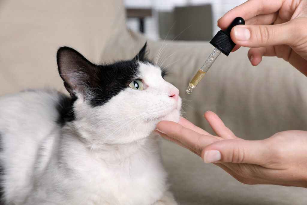 cat medicines for pain