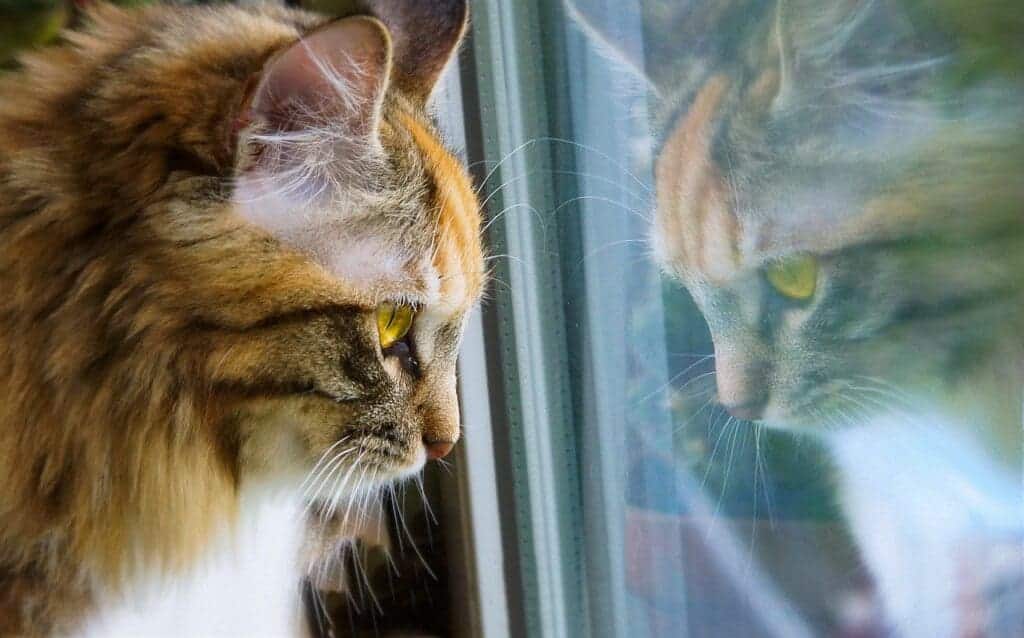 a brown color cat seeing from the the glass window 