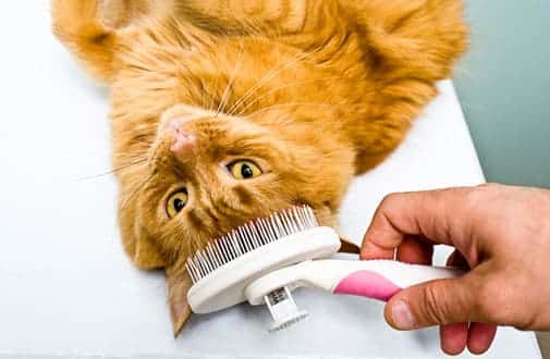 a brown color cat along with the owner removing the hair from the cat