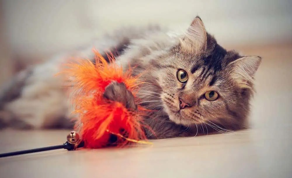 a brown color cat with the feather toy