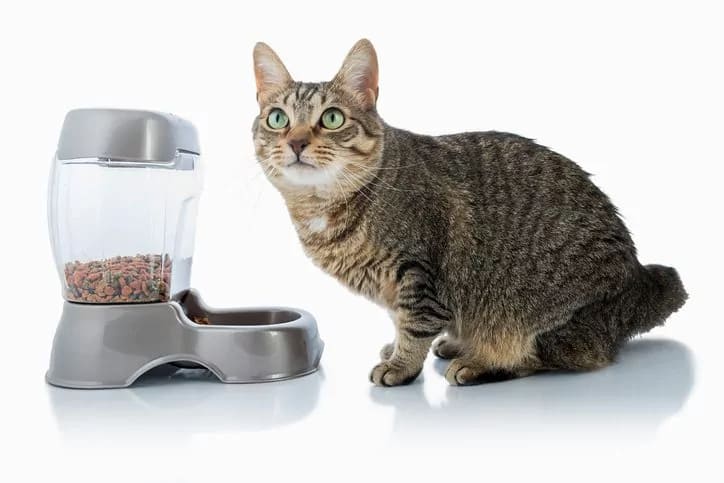 a cat along with the automatic cat feeder