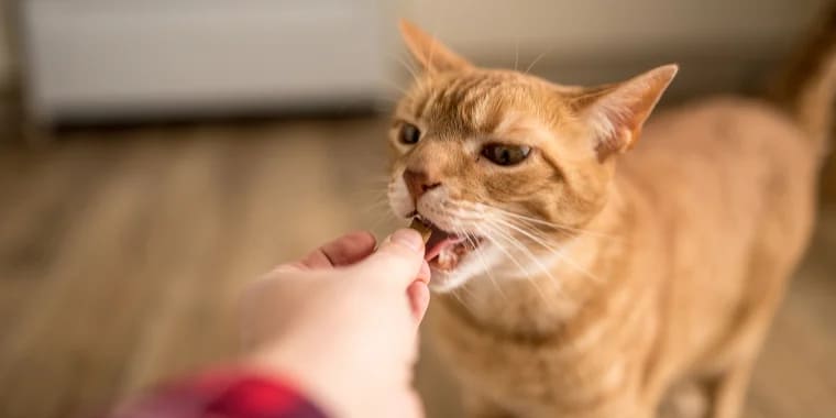 a cat eating treat