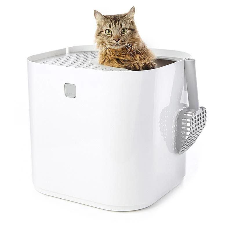 a cat in a Modkat Top Entry Litter Box