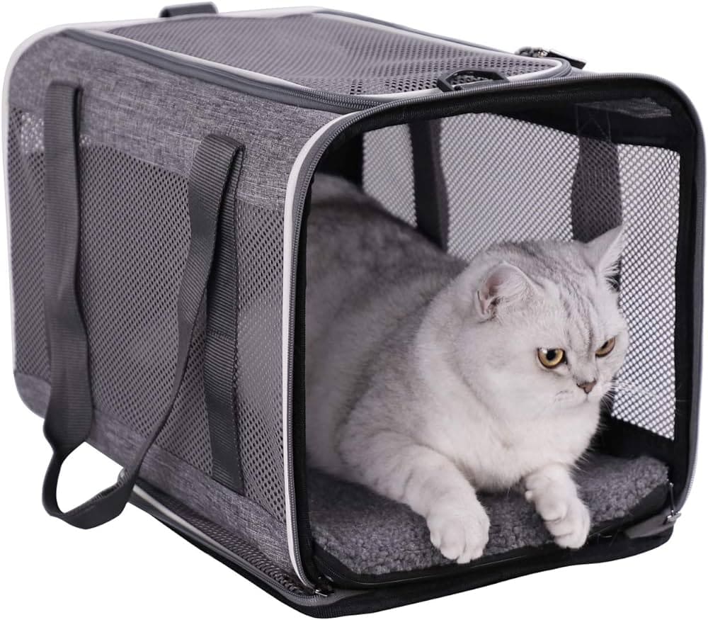 a cat in a cat carrier