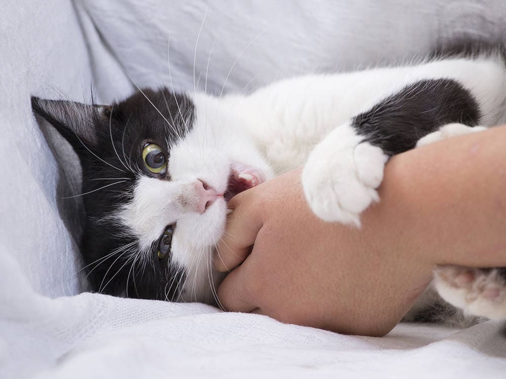 a cat is biting a hand