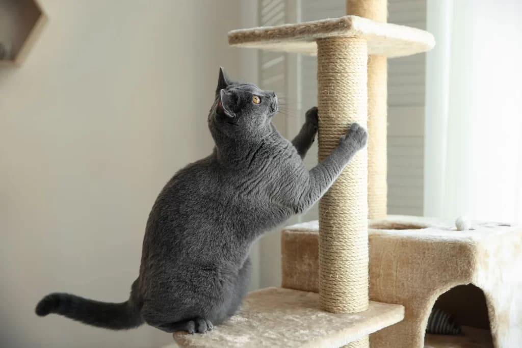 a cat is scratching a rope bar