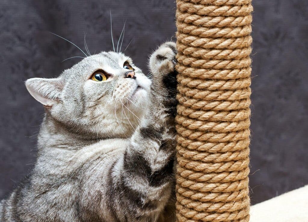 a cat is scratching is rope bar