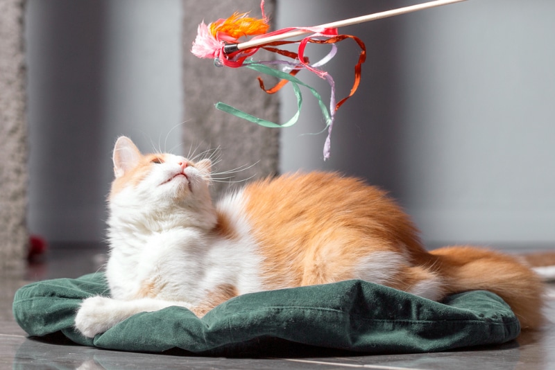 a cat looking at the wand toy