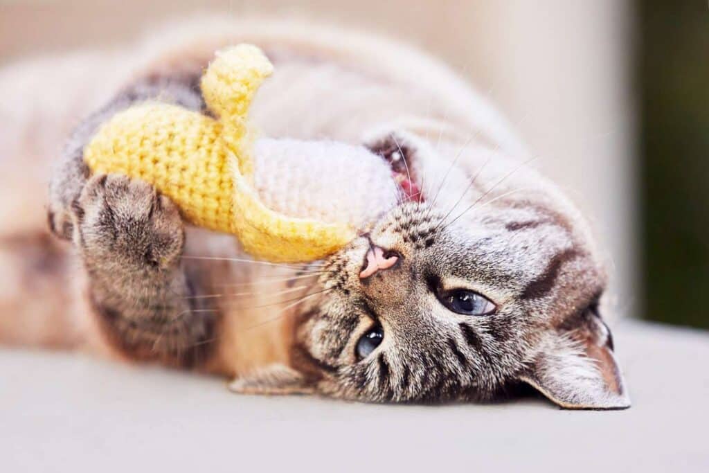 a cat palying with catnip toy