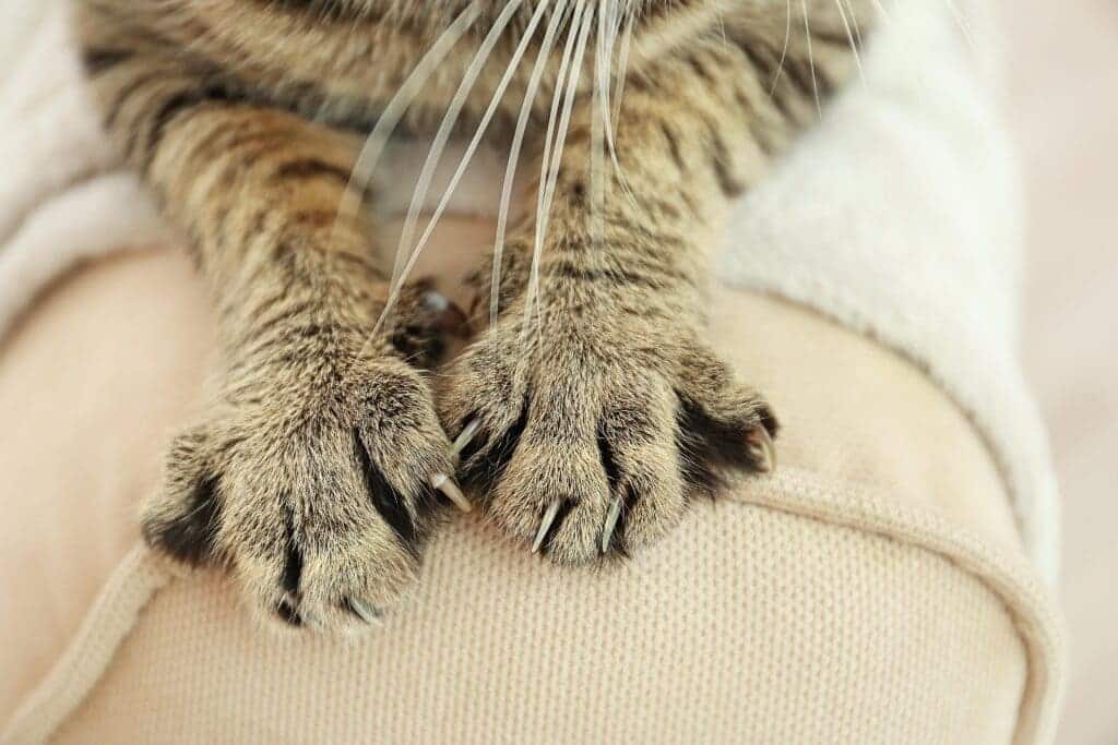 a cat paws on a sofa