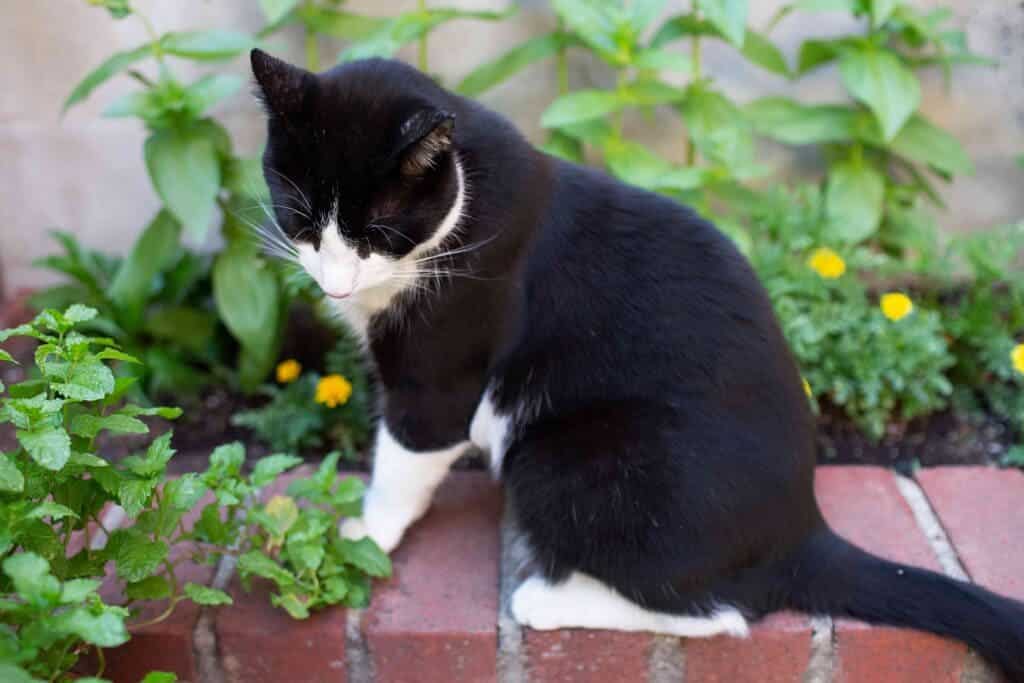 a cat sitting on a wall