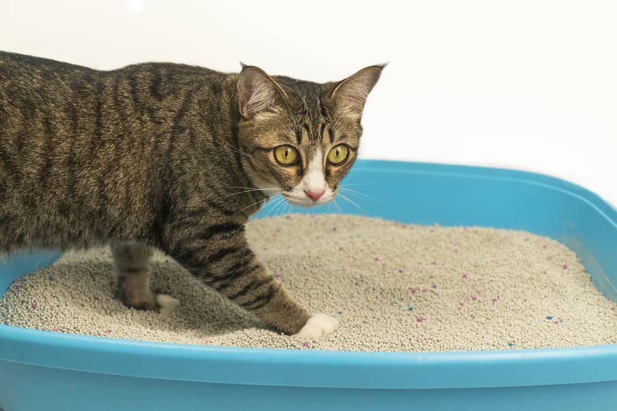 a cat stepping into the cat litter box