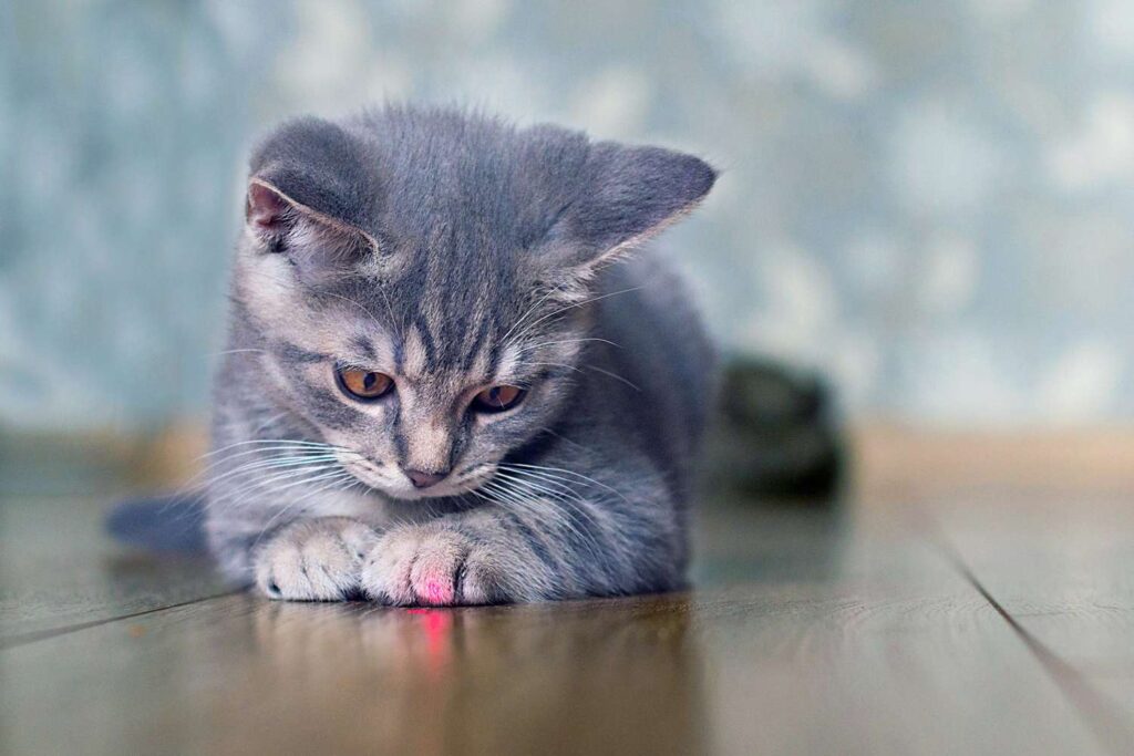 a cat with the laser light