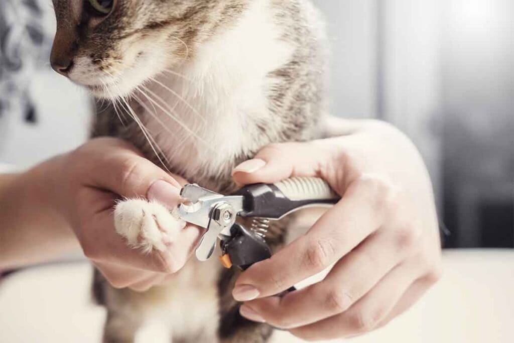 man cutting cat nails with Glistening Pet Nail Cutter