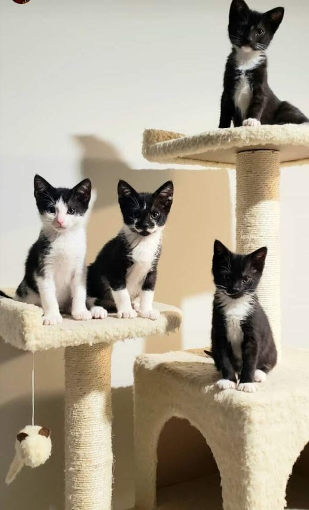 black cats sitting on a cat tree