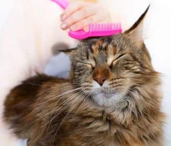 cat getting combed with cat hair brush