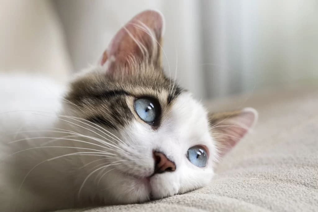 cat having blue eyes looking for something laying on a pillow