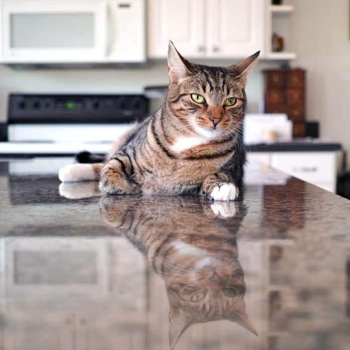 cat laying on a kitchen counter