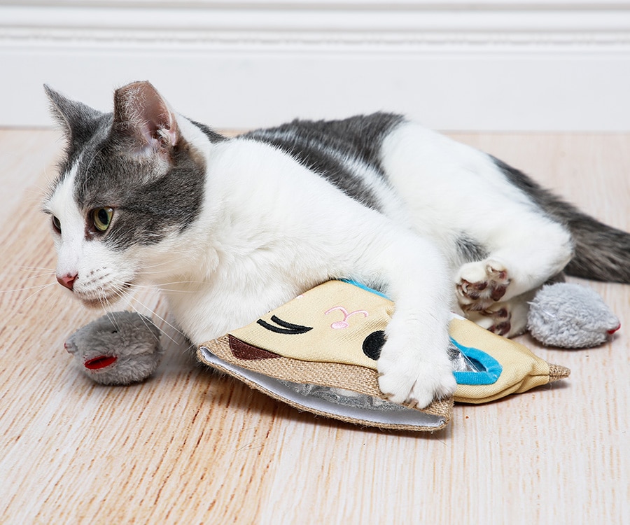 cat laying with the toys