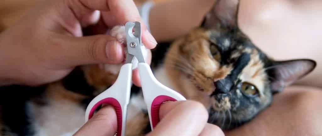 cat nail cutting