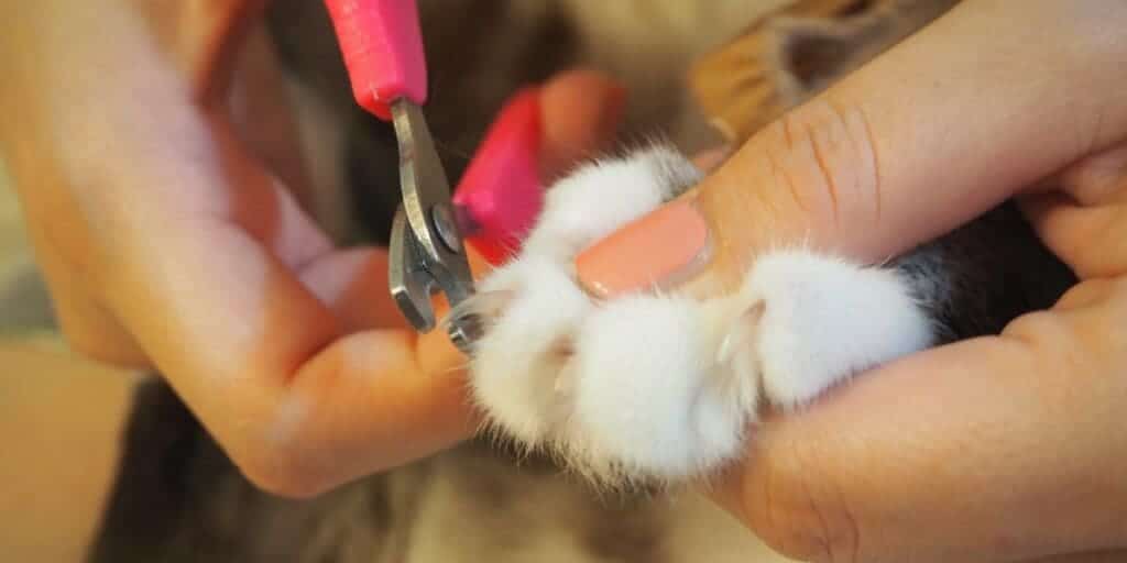 cat nail cutting with Pet Nail Grinder Hertzko