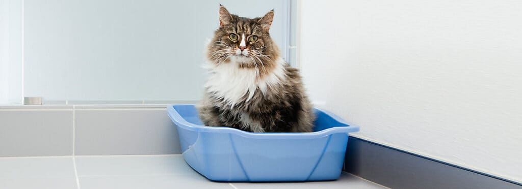 cat sitting in a litter box