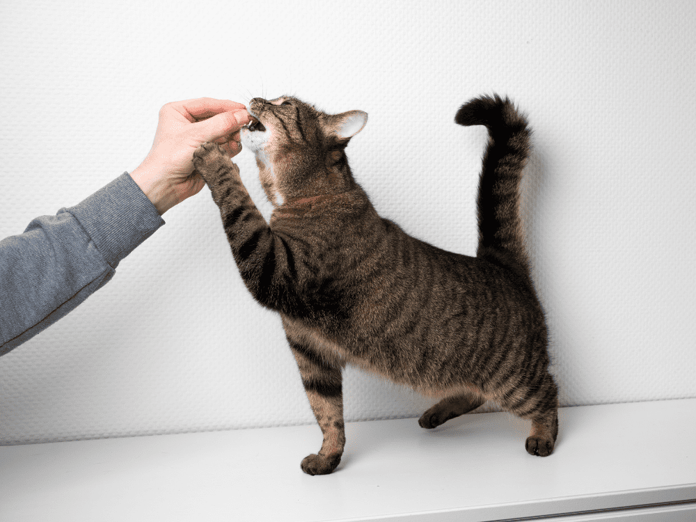 homemade cat treats in a plate and a jar