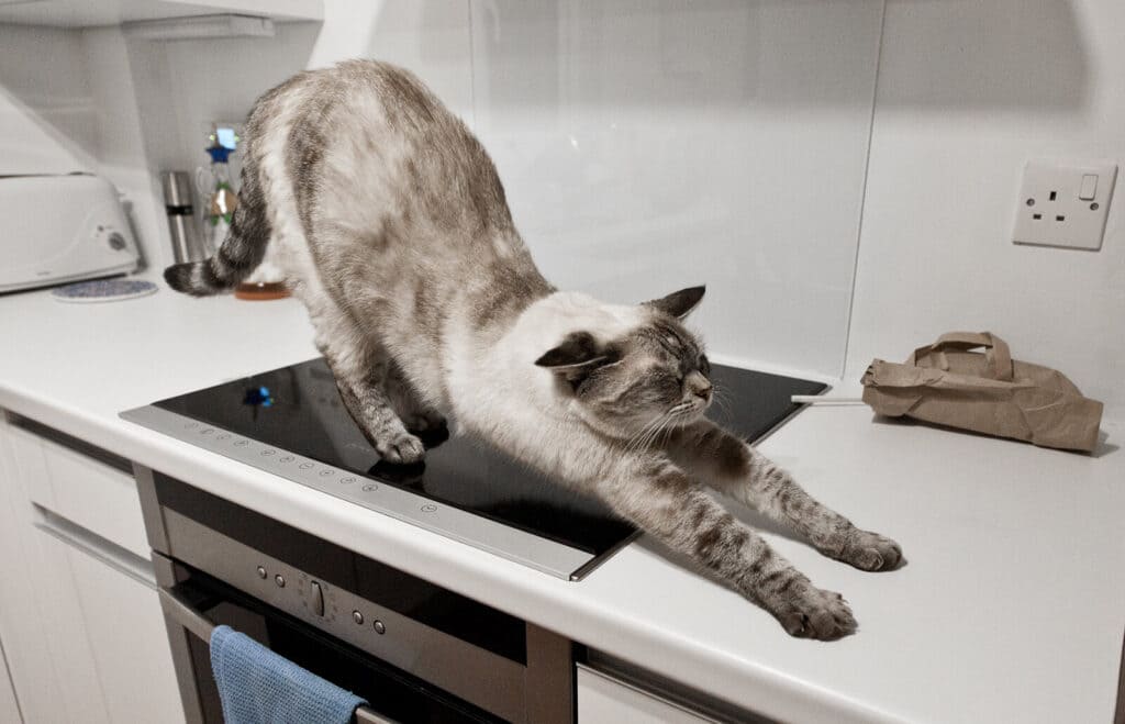 cat streching on a kitchen counter