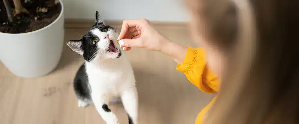 cat taking treat