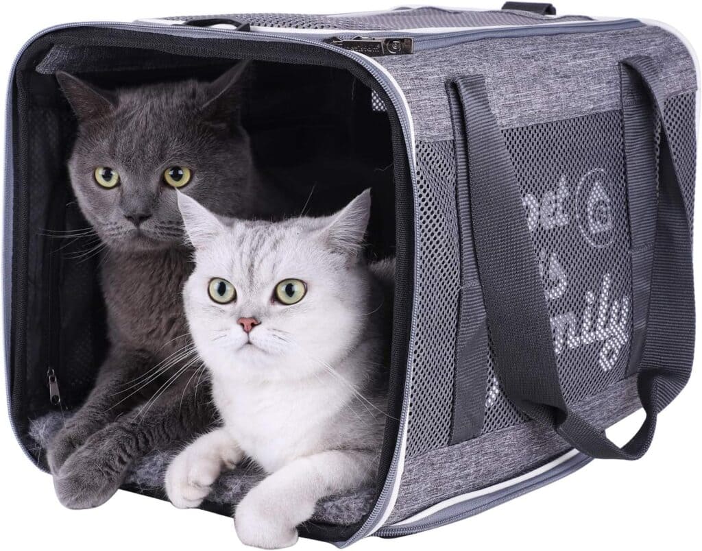 cats in a pet carrier