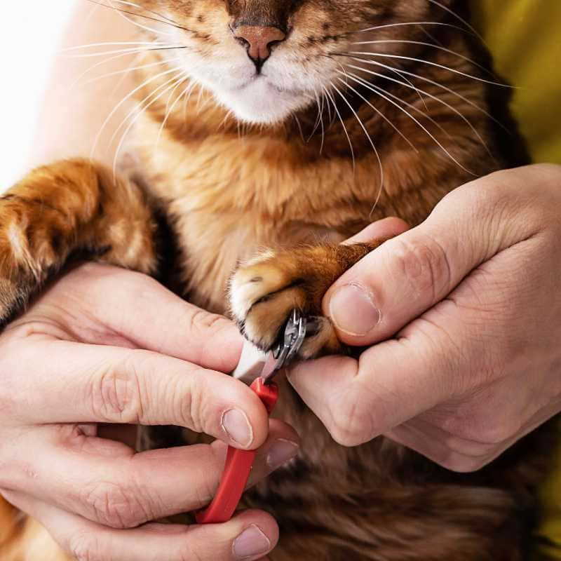 cutting of cat nails with Professional Nail Trimmers Made of Stainless Steel by Safari