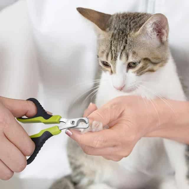 man cutting cat nails with Glistening Pet Nail Cutter