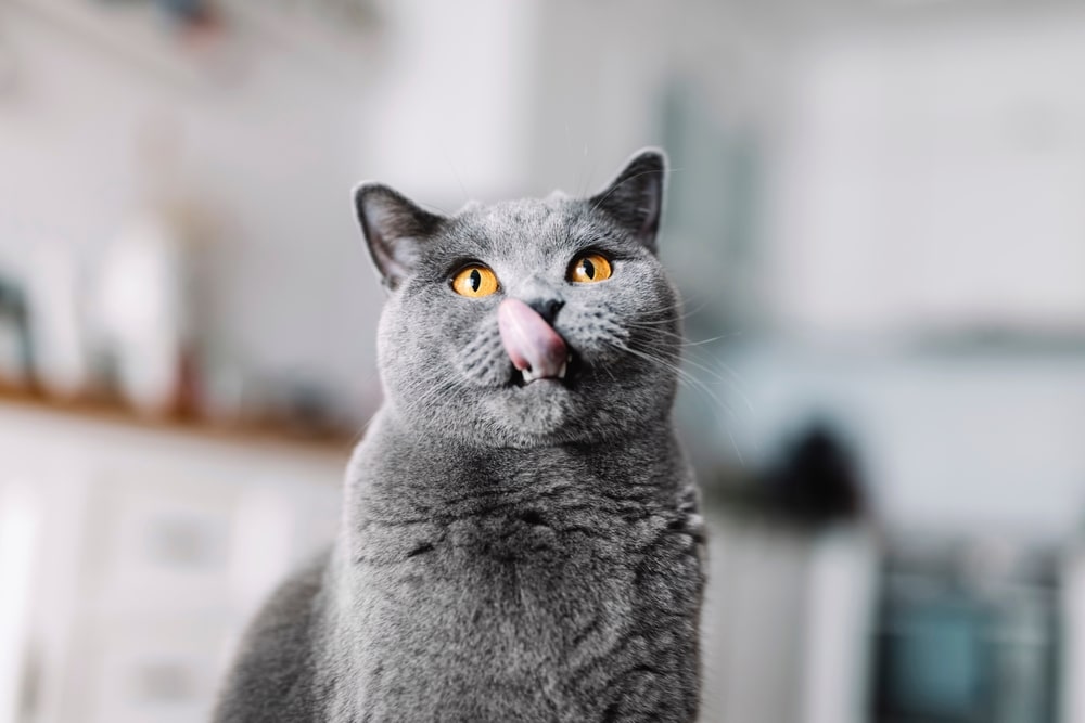 British Cat With Tongue Out Licking His Lips British Shorthair