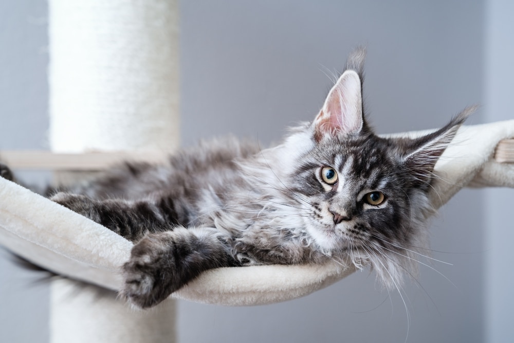 Cute Tabby Silver Grey Young Maine Coon Cat Lying On