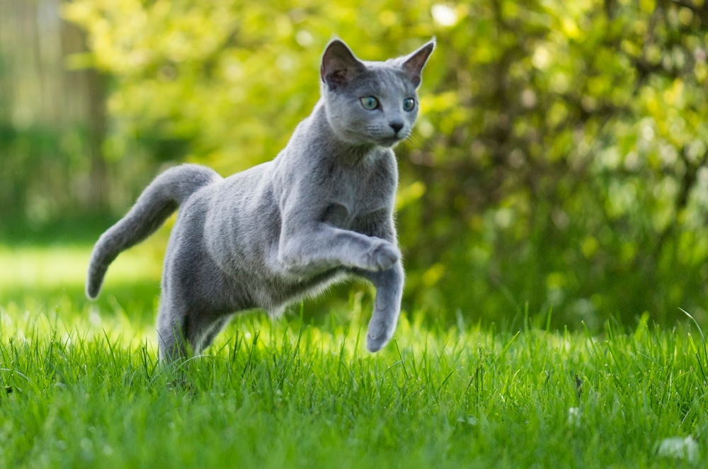 Russian Blue Cat Running Through The Garden