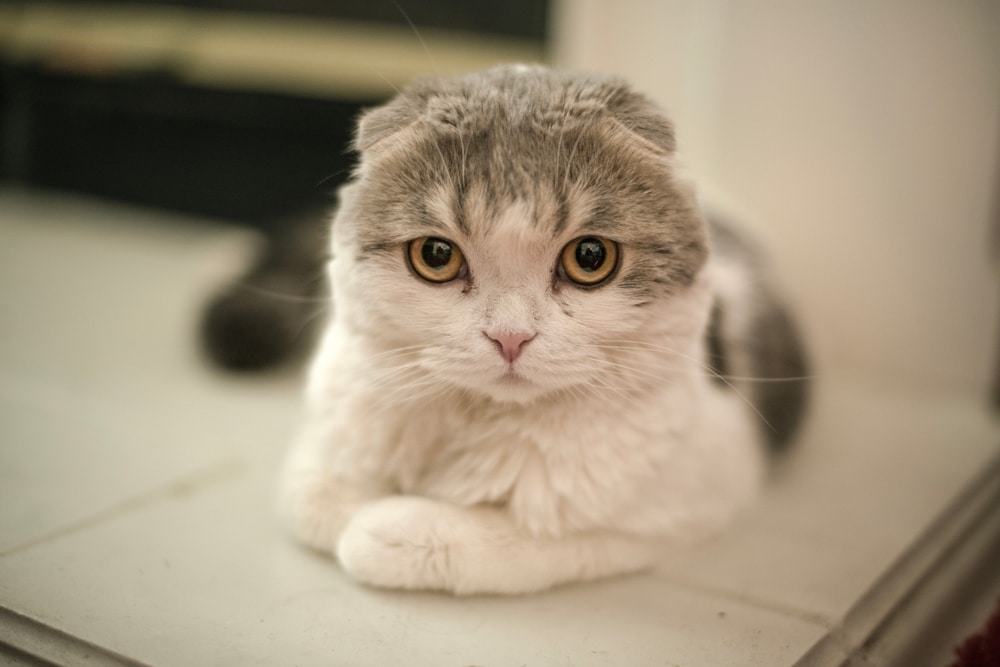 Scottish Fold Cat Sitting On Fireplace Hearth