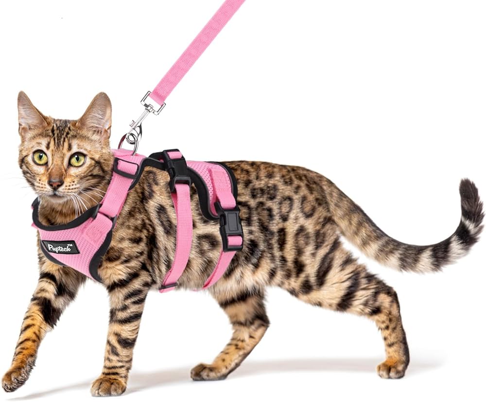 a cat wearing pupteck cat harness