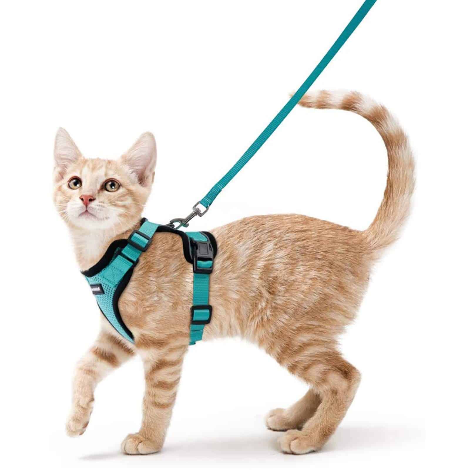 a cat wearing rabitgoo leash 