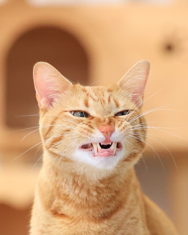 a golden cat with mouth open, yawning