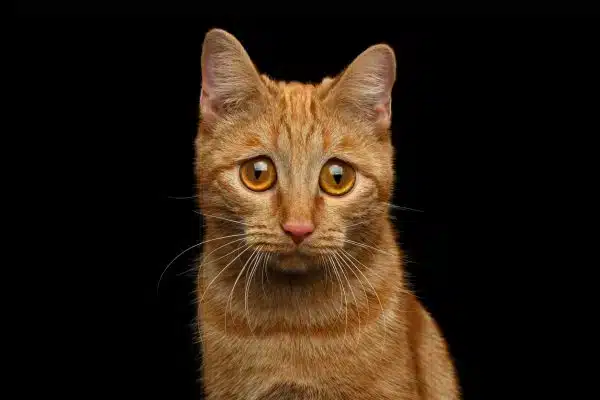 a sad cat with eyes wide open in front of a black background