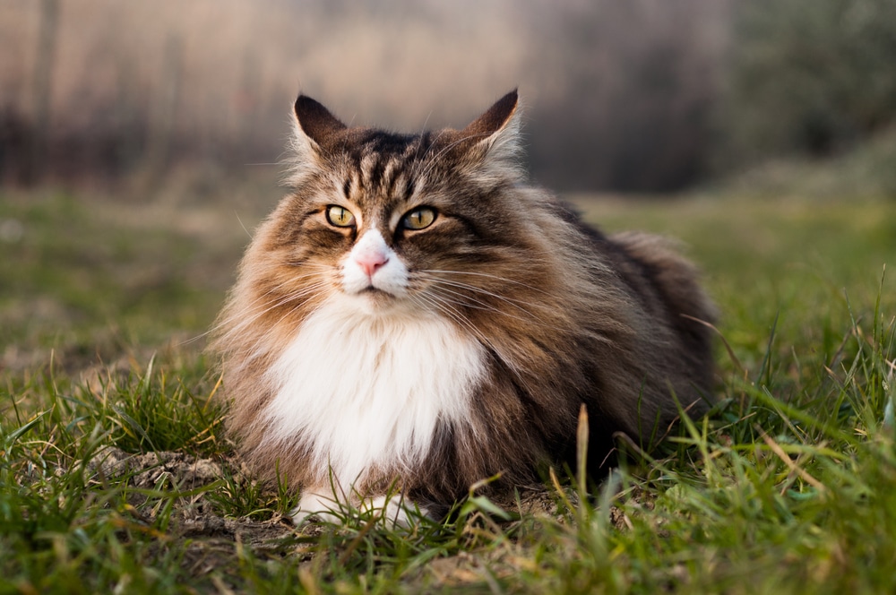 Beautiful Norwegian Forest Cat Lying On The Grass