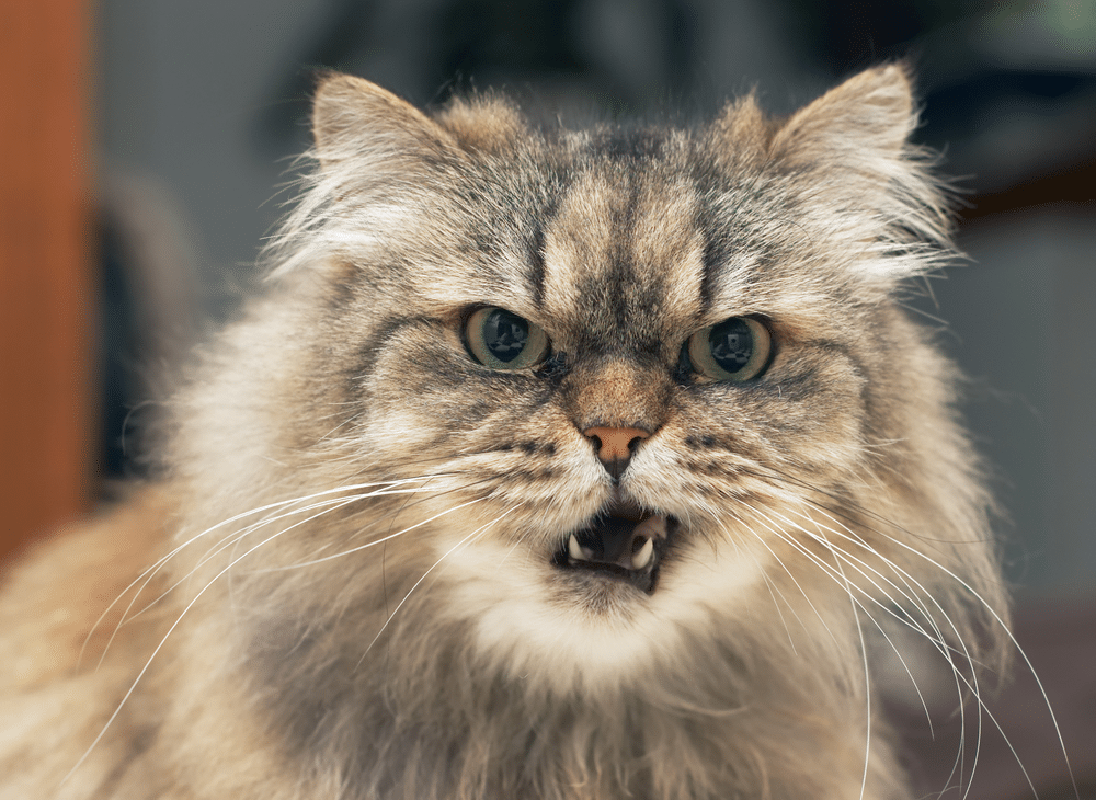 close up of a persian cat with mouth open