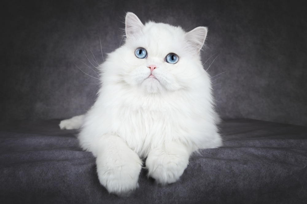 Close Up Portrait Of A White Fluffy Cat With Blue