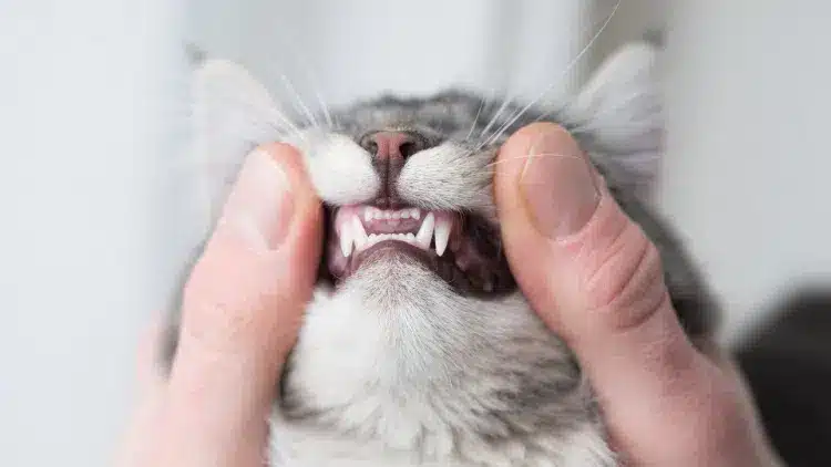 close up of two human thumbs checking cat teeth