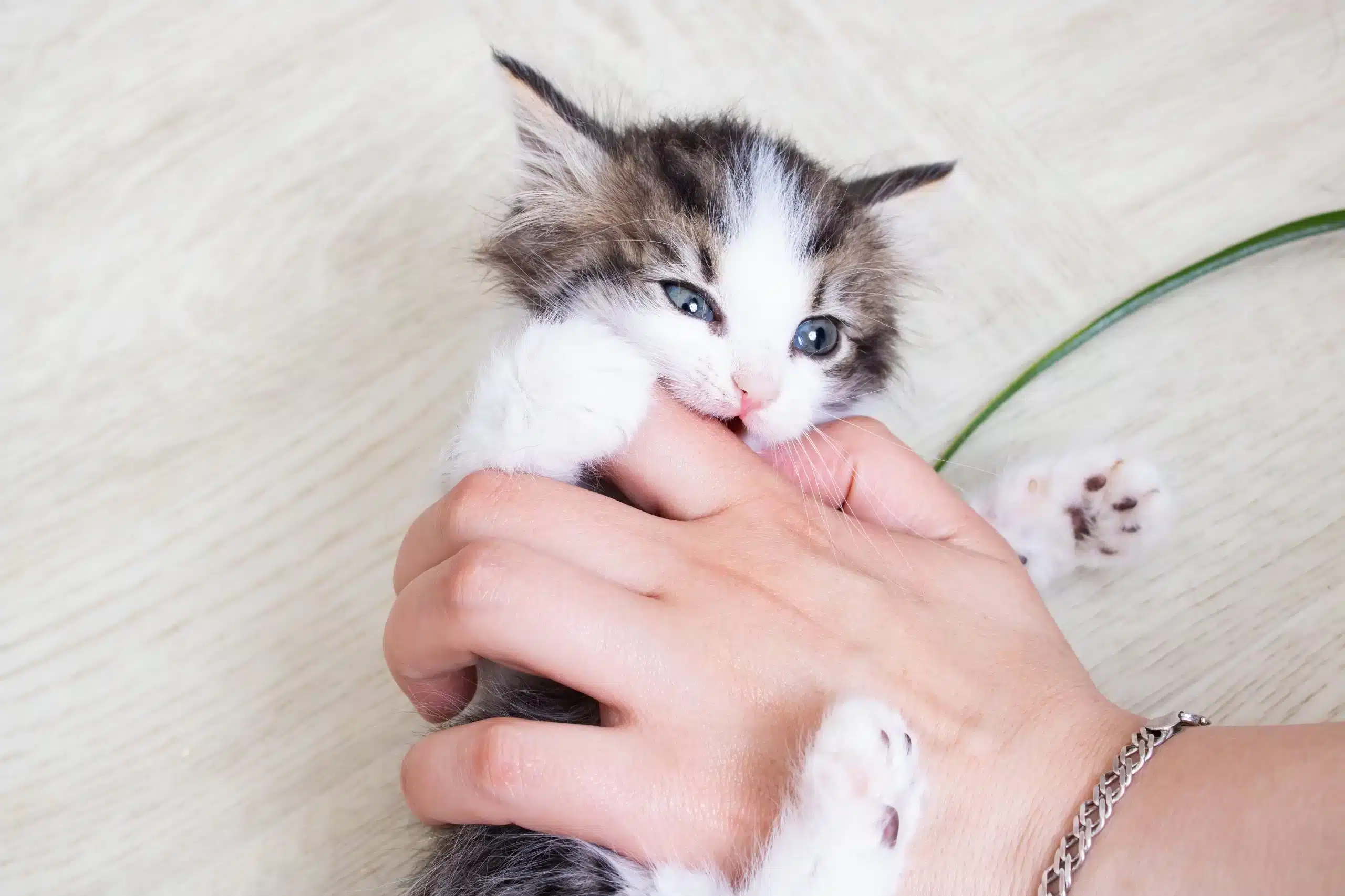 kitten biting the fingers of a human hand