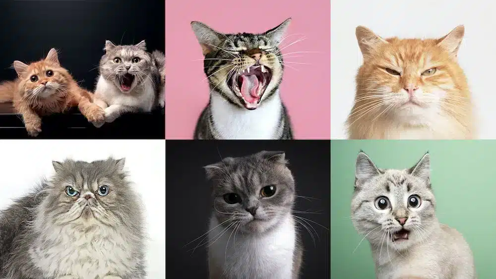 one picture with different cats showing wide range of expressions