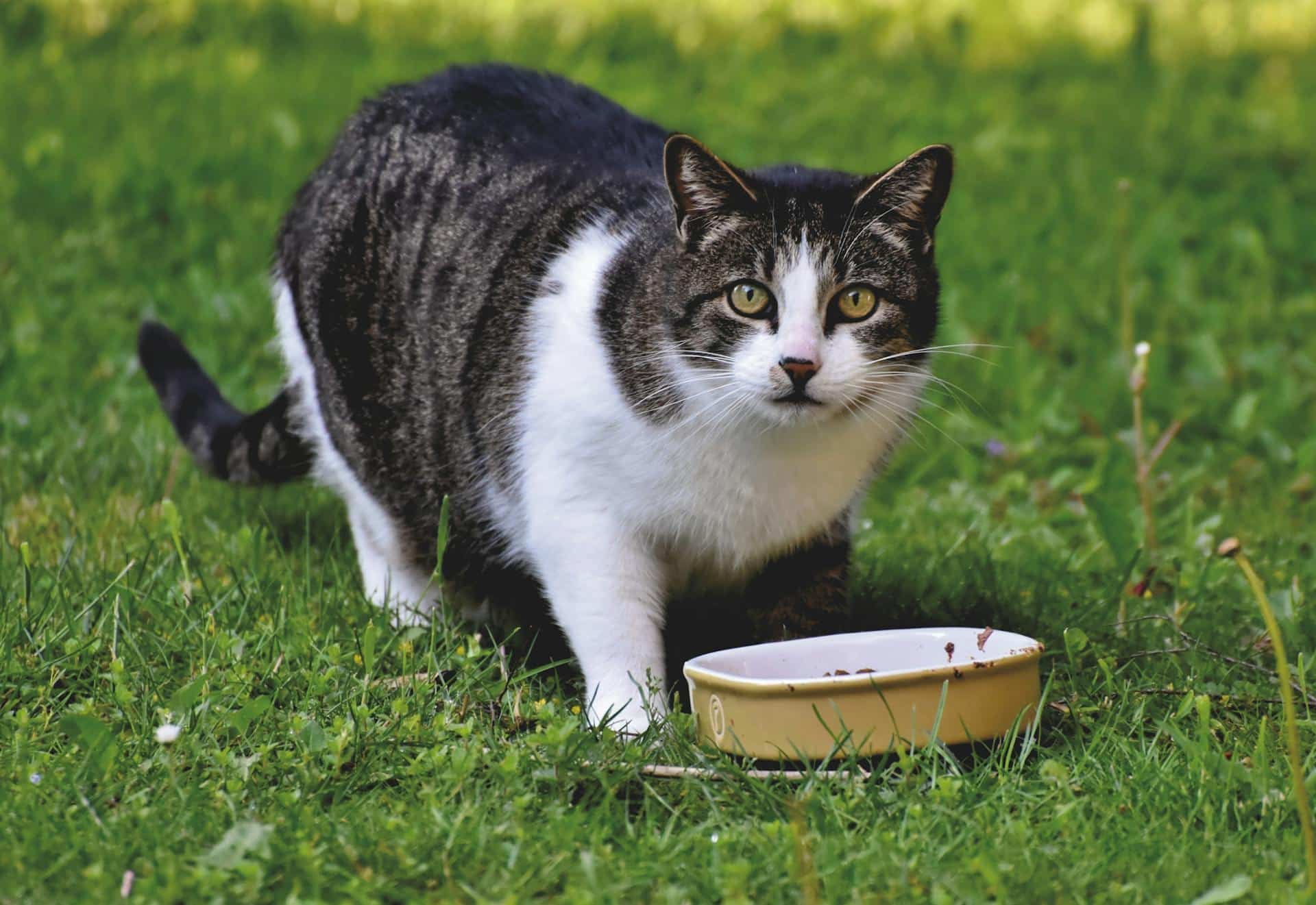 cat looking at camera, a food bowl in front of him