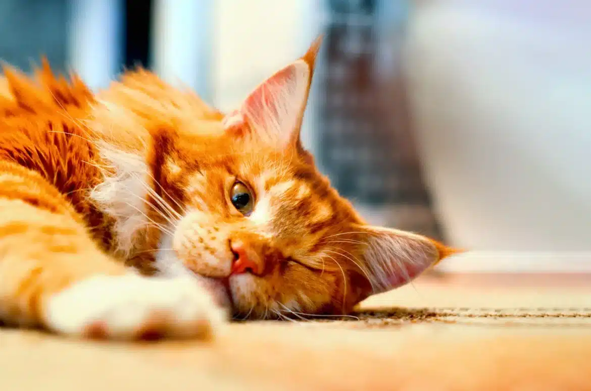a cat lying on the floor with one eye open and one closed